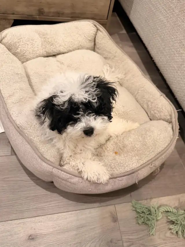 Maltipoo