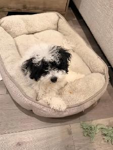 Maltipoo