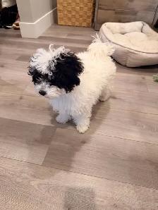 Maltipoo - Photo 2