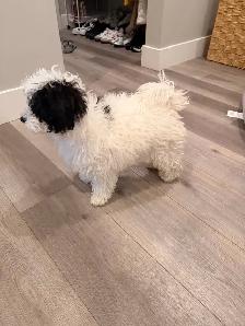 Maltipoo - Photo 3