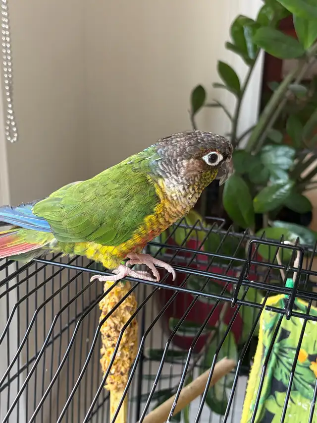 green cheek conure for sale
