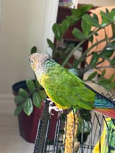green cheek conure for sale - Photo 2