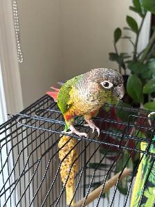 green cheek conure for sale - Photo 3
