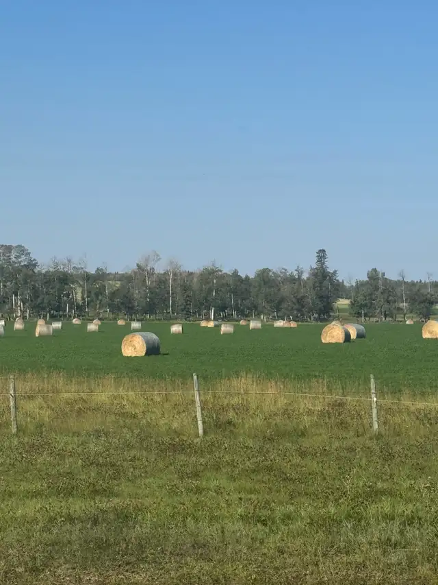 Beautiful First Cut hay with Analysis