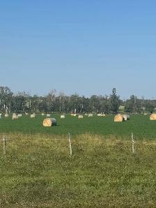 Beautiful First Cut hay with Analysis