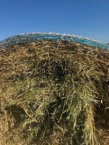 Beautiful First Cut hay with Analysis - Photo 2