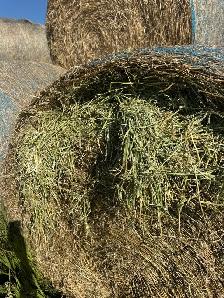 Beautiful First Cut hay with Analysis - Photo 3
