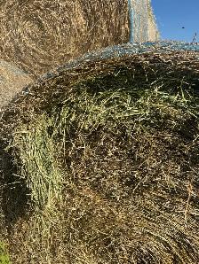 Beautiful First Cut hay with Analysis - Photo 4