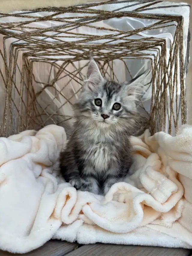 Chatons Maine Coon