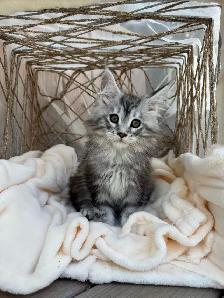 Chatons Maine Coon
