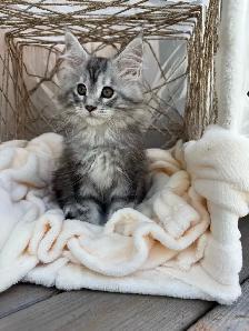 Chatons Maine Coon - Photo 2
