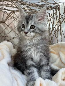 Chatons Maine Coon - Photo 3