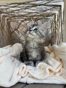Chatons Maine Coon - Photo 4