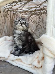 Chatons Maine Coon - Photo 5