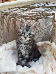 Chatons Maine Coon - Photo 6