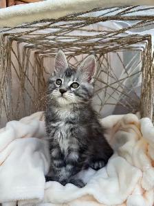 Chatons Maine Coon - Photo 7
