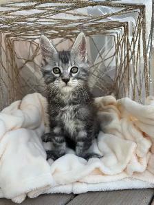 Chatons Maine Coon - Photo 8