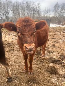 heifer clarabelle