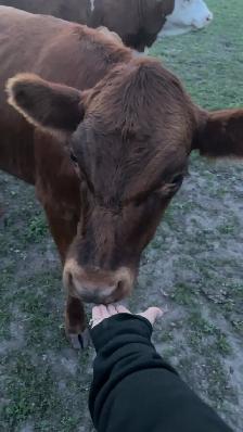 heifer clarabelle - Photo 2