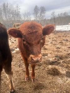 heifer clarabelle - Photo 3