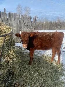 heifer clarabelle - Photo 4