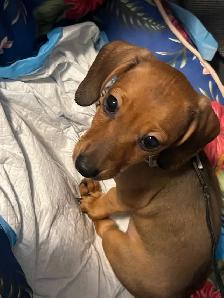Sweet Mini Dachshund Female – Ready for Her Forever Home