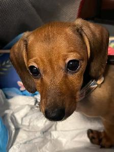 Sweet Mini Dachshund Female – Ready for Her Forever Home - Photo 2