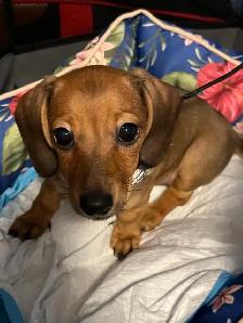 Sweet Mini Dachshund Female – Ready for Her Forever Home - Photo 3