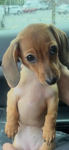 Sweet Mini Dachshund Female – Ready for Her Forever Home - Photo 4