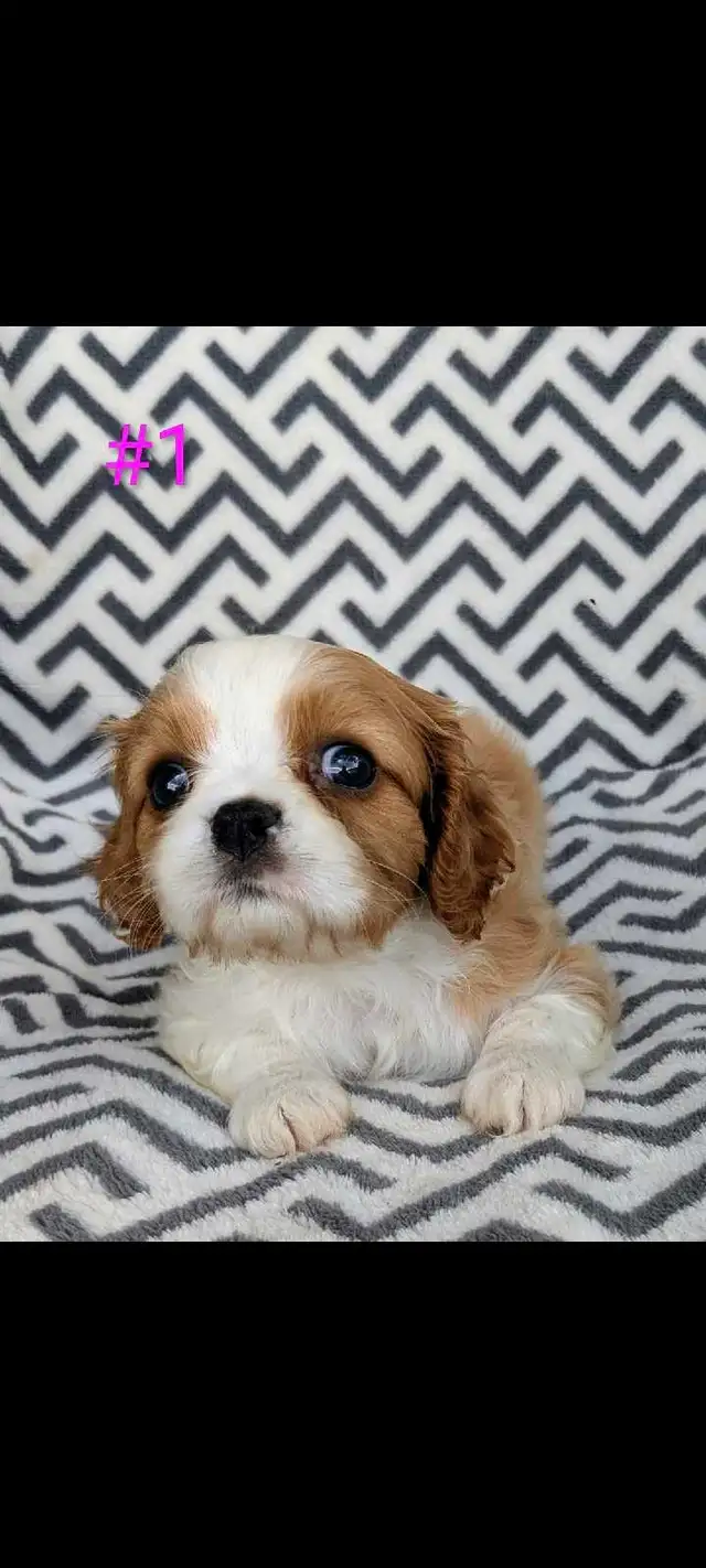 Cavalier King Charles puppies.