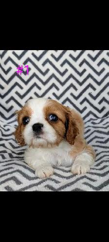 Cavalier King Charles puppies.