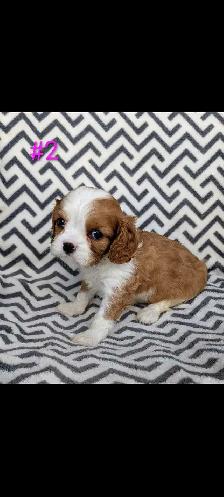 Cavalier King Charles puppies. - Photo 2