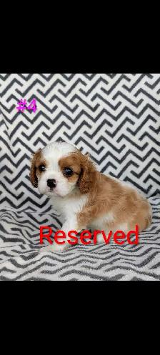 Cavalier King Charles puppies. - Photo 3