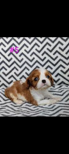 Cavalier King Charles puppies. - Photo 4