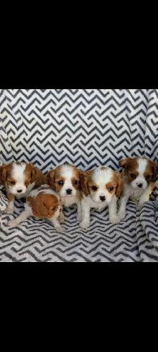 Cavalier King Charles puppies. - Photo 5
