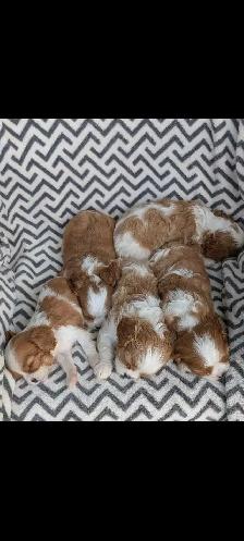 Cavalier King Charles puppies. - Photo 6