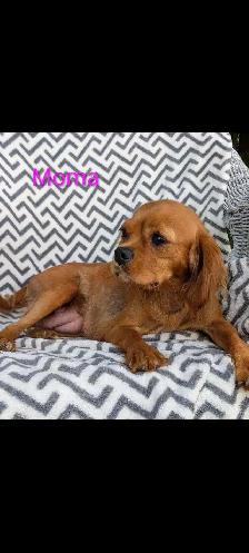 Cavalier King Charles puppies. - Photo 7