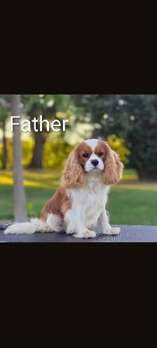Cavalier King Charles puppies. - Photo 8