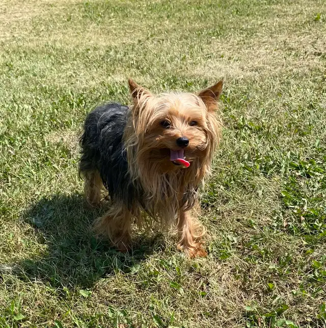 Yorkie puppies available