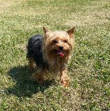 Yorkie puppies available
