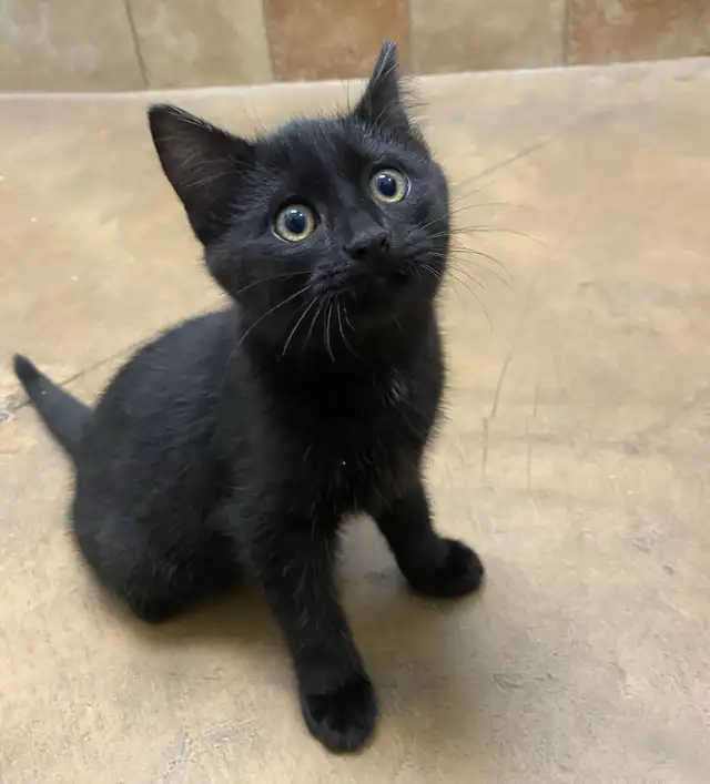 Lovely, playful kittens for adoption