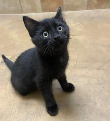 Lovely, playful kittens for adoption