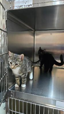 Lovely, playful kittens for adoption - Photo 2