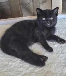 Lovely, playful kittens for adoption - Photo 10
