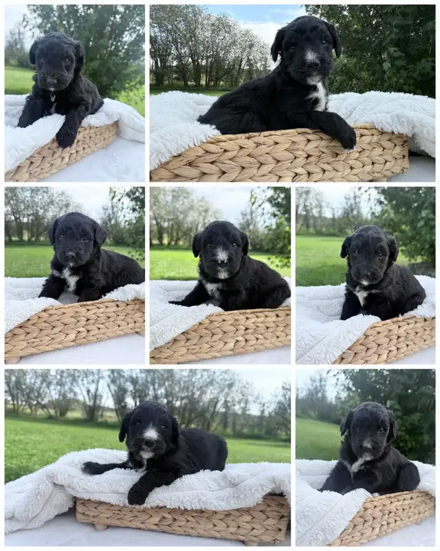 F1 BERNEDOODLE PUPPIES: RESERVATIONS NOW OPEN!