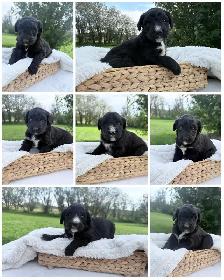 F1 BERNEDOODLE PUPPIES: RESERVATIONS NOW OPEN!