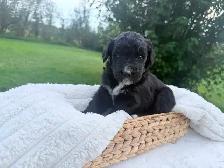 F1 BERNEDOODLE PUPPIES: RESERVATIONS NOW OPEN! - Photo 2