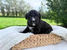F1 BERNEDOODLE PUPPIES: RESERVATIONS NOW OPEN! - Photo 3