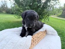 F1 BERNEDOODLE PUPPIES: RESERVATIONS NOW OPEN! - Photo 4