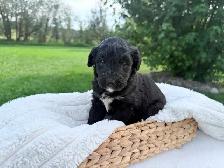 F1 BERNEDOODLE PUPPIES: RESERVATIONS NOW OPEN! - Photo 5